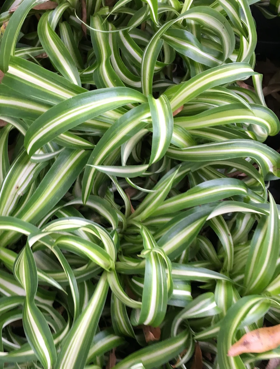 Curly Spider Plant 'Bonnie' Live Indoor Houseplant in 4-inch Pot – Easy Care - Image 1