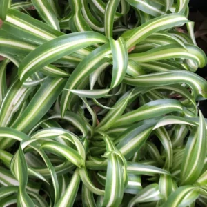 Curly Spider Plant Live - Easy Care Houseplant, 4 inch Pot, Chlorophytum comosum 'Bonnie' - Image 1