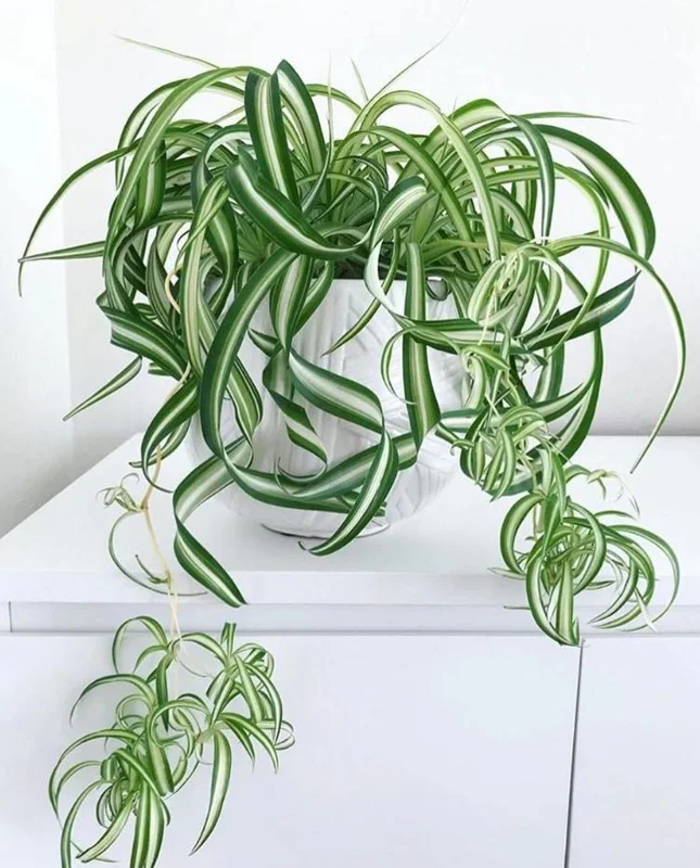 Curly Spider Plant Live Plant - 2 Inch Pot - Air Purifying Indoor Houseplant - Image 1