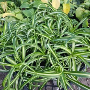 Curly Spider Plant Live Plant - 2 Inch Pot - Air Purifying Indoor Houseplant - Image 3