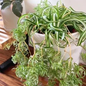 Curly Spider Plant Live Plant - 2 Inch Pot - Air Purifying Indoor Houseplant - Image 4