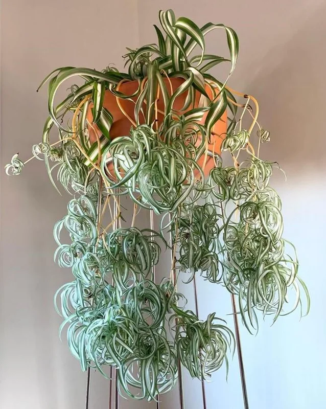 Curly Spider Plant Live Plant - 2 Inch Pot - Air Purifying Indoor Houseplant - Image 5