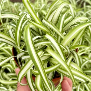 Curly Spider Plant "Bonnie", Chlorophytum Comosum, Indoor Plant, Live Plant in 4" pot - Image 2