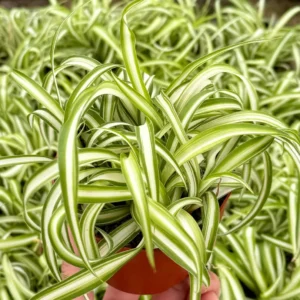 Curly Spider Plant "Bonnie", Chlorophytum Comosum, Indoor Plant, Live Plant in 4" pot - Image 3