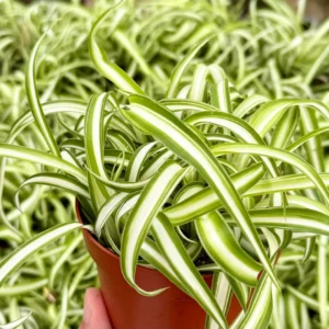 Curly Spider Plant "Bonnie", Chlorophytum Comosum, Indoor Plant, Live Plant in 4" pot - Image 4
