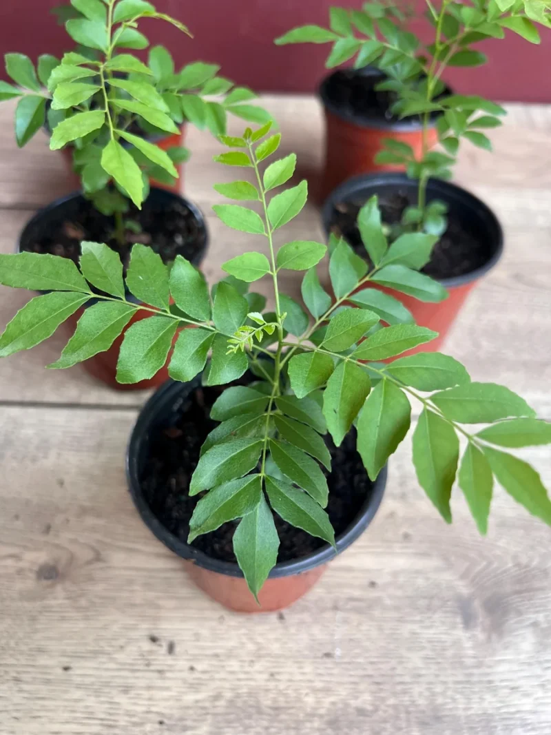 Curry Leaf Live Plant (Murraya Koenigii) - 4-inch Pot
