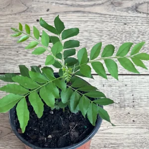Curry Leaf Live Plant – Murraya Koenigii – 4-inch Pot – Aromatic Culinary Herb - Image 5