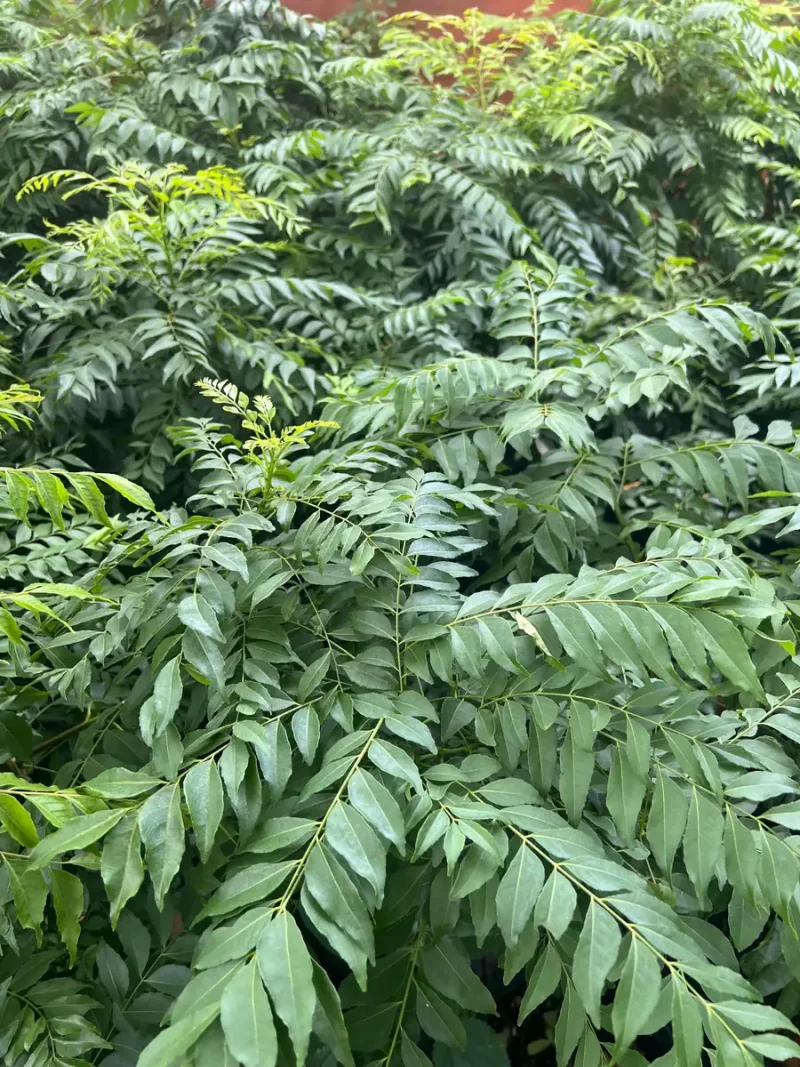 Curry Leaf Live Plant (Murraya Koenigii) - 4-inch Pot