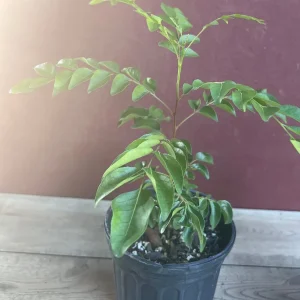 Curry Leaf Live Plant – Murraya Koenigii – 6 inch Pot – Culinary Evergreen - Image 5
