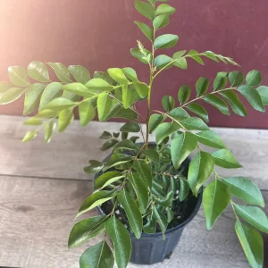 Curry Leaf Live Plant – Murraya Koenigii – 6 inch Pot – Culinary Evergreen - Image 7