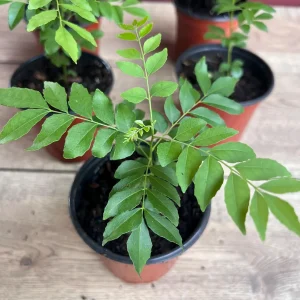 Curry Leaf Plant (Murraya Koenigii) Live Plant - 4 inch Pot - Culinary Herb - Image 3