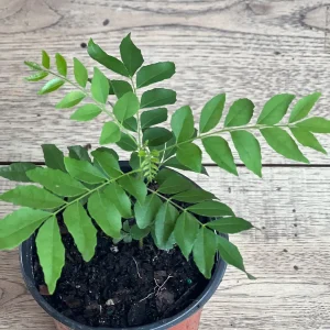 Curry Leaf Plant (Murraya Koenigii) Live Plant - 4 inch Pot - Culinary Herb - Image 5