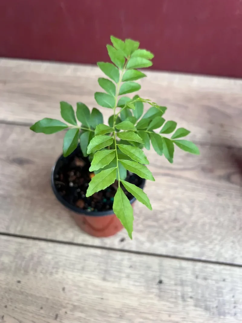 pepper black plant Piper Black Pepper
