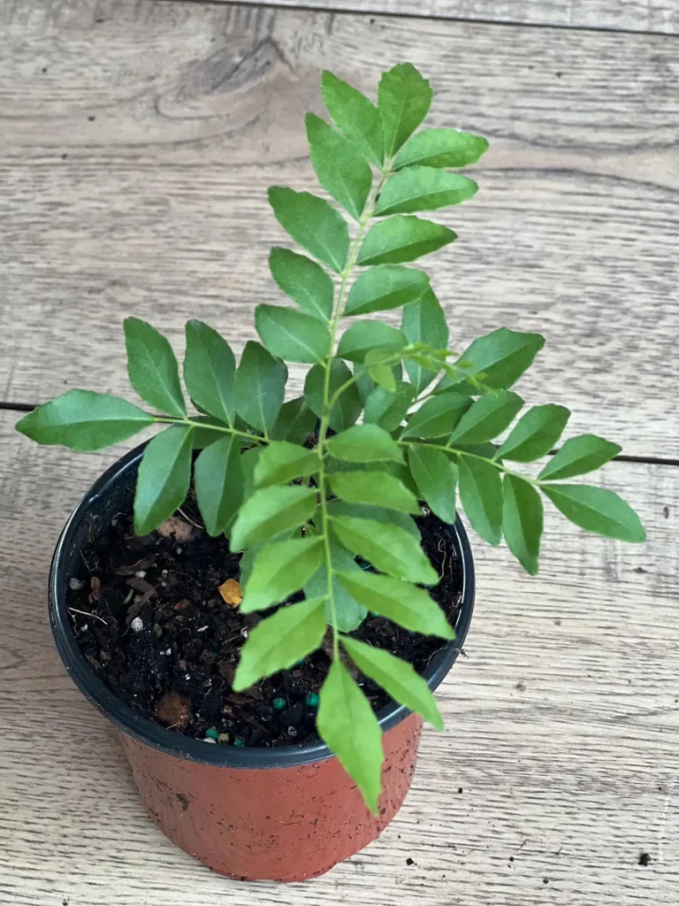 Curry Leaf Plant (Murraya Koenigii) - Live Plant in 4