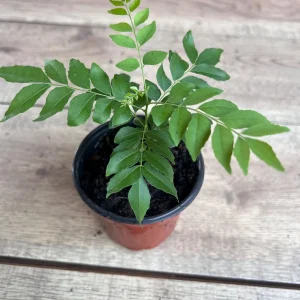 Curry Leaf Plant (Murraya Koenigii) Live Plant - 4 inch Pot - Culinary Herb - Image 8