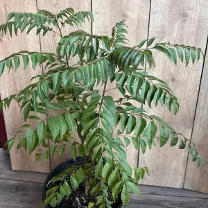 Curry Leaf Plant - Murraya Koenigii Live Plant in 10 inch Pot - Aromatic Herb - Image 4