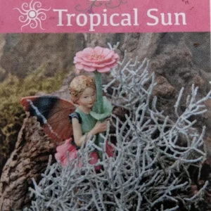 Cushion Bush Leucophyta brownii Live Plant - 2.5" Pot - Fairy Garden/House Plant - Image 2