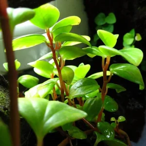Cypress Peperomia Live Plant - Peperomia glabella - Easy Succulent Houseplant - 2.5" Pot - Indoor - Image 2