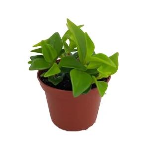 Cypress Peperomia Live Plant - Peperomia glabella - Easy Succulent Houseplant - 2.5" Pot - Indoor - Image 1
