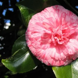 Dad's Pink Camellia Live Plant - Evergreen Shrub, 4 inch Pot, Pink Flowers - Image 1