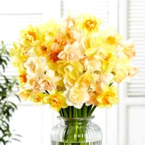 Daffodil Bulbs Mixed Double Trumpets - 12 Perennial Flower Bulbs for Planting - Image 3