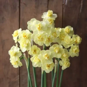 Daffodil Bulbs Mixed Double Trumpets - 12 Perennial Flower Bulbs for Planting - Image 4