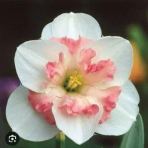 Daffodil Flower Bulbs - 6-Bulb All Mix Double Perennial Daffodils for Planting - Image 4