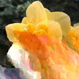 Daffodil Flower Bulbs Mix - 10 Pre-Chilled Trumpet & Double Varieties, Perennial - Image 5