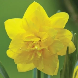 Daffodil Flower Bulbs Mix - 10 Pre-Chilled Trumpet & Double Varieties, Perennial - Image 8