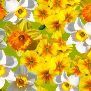 Daffodil Mixture Bulbs - Large Cupped Narcissus, 12-16" Tall, Zone 2-10 - Image 2