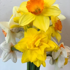 Daffodil Mixture Bulbs - Large Cupped Narcissus, 12-16