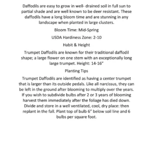 Daffodil Mixture Bulbs - Large Cupped Narcissus, 12-16