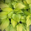 Dancing Darling Hosta Live Plant – Yellow-Golden Foliage – 1 Gallon Pot – Shade Garden Perennial - Image 1