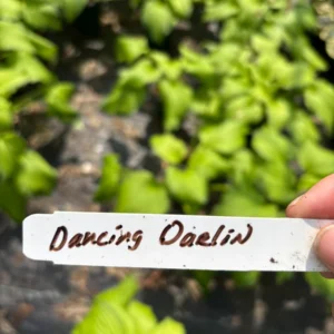 Dancing Darling Hosta Live Plant – Yellow-Golden Foliage – 1 Gallon Pot – Shade Garden Perennial - Image 3