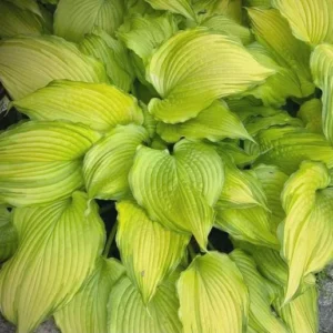 Dancing Darling Hosta Live Plant – Yellow-Golden Foliage – 1 Gallon Pot – Shade Garden Perennial - Image 1