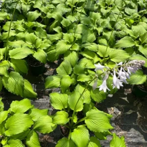 Dancing Darling Hosta Live Plant – Yellow-Golden Foliage – 1 Gallon Pot – Shade Garden Perennial - Image 4