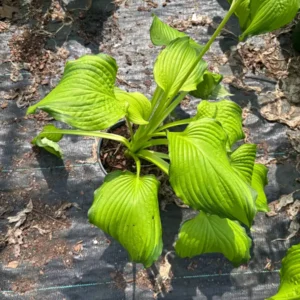 Dancing Darling Hosta Live Plant – Yellow-Golden Foliage – 1 Gallon Pot – Shade Garden Perennial - Image 5