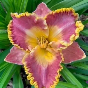 Daria Daylily Bare Root - Hemerocallis 'Daria' - Ruffled Rose-Pink Blooms - USDA Zones 2-9 - Image 1