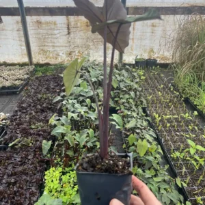 Dark Elephant Ear Live Plant – Colocasia Esculenta – 3.5 inch Pot – Indoor/Outdoor - Image 2