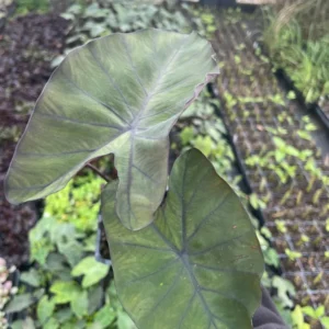 Dark Elephant Ear Live Plant – Colocasia Esculenta – 3.5 inch Pot – Indoor/Outdoor - Image 3