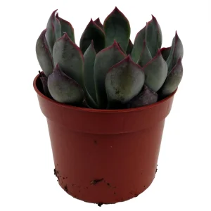 Dark Ice Echeveria Succulent Live Plant – 2.5 inch Pot – Indoor/Outdoor - Image 3
