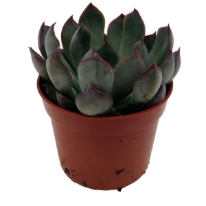 Dark Ice Echeveria Succulent Live Plant – 2.5 inch Pot – Indoor/Outdoor - Image 4