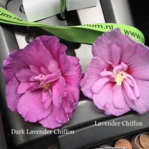 Dark Lavender Hibiscus Rose of Sharon Live Plant 4 inch Pot - Image 2