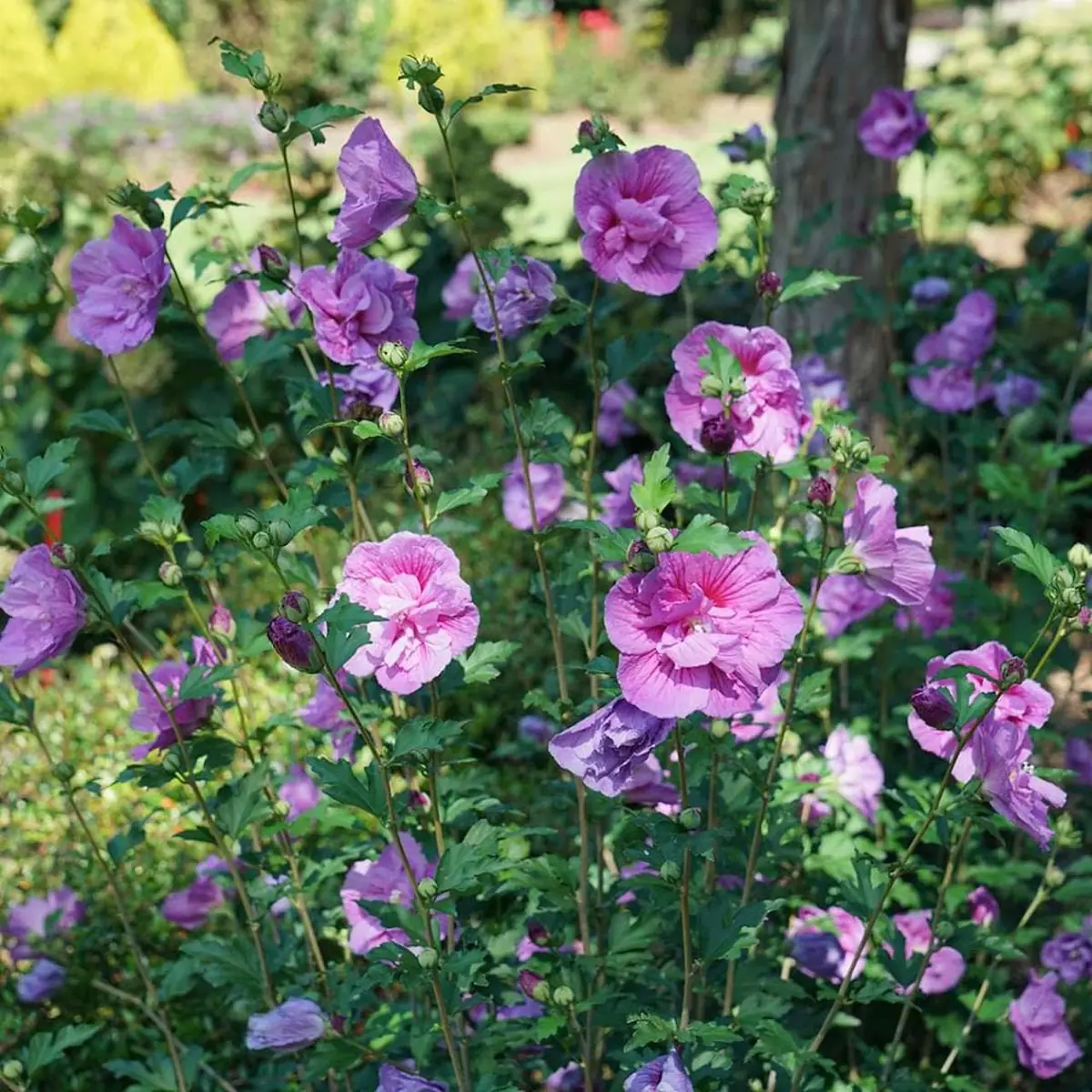 Dark Lavender Hibiscus Rose of Sharon Live Plant 4 inch Pot - Image 1
