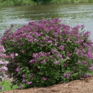 Dark Purple Lilac Live Plant - Syringa Shrub - 4 inch Pot - Reblooming - Image 1