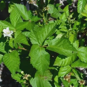 Darrow Blackberry Starter Plug - Rubus fruticosus Live Plant - Cold Hardy - Image 6