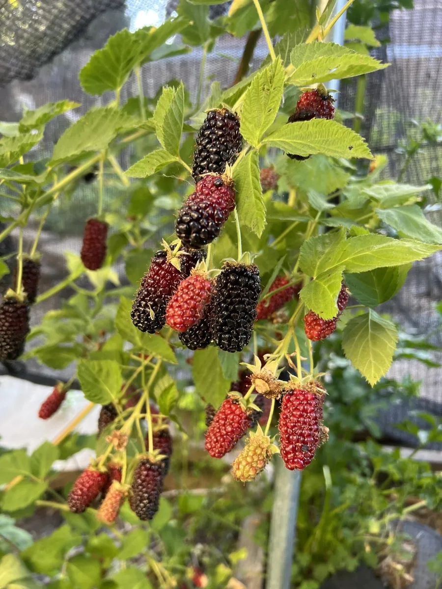 Darrow Blackberry Starter Plug - Rubus fruticosus Live Plant - Cold Hardy - Image 7