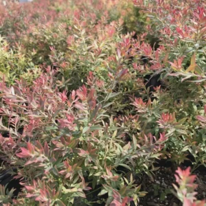 Darrow's Native Blueberry Starter Plug - Vaccinium darrowii Live Plant - Image 4