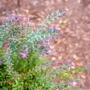 Darrow's Native Blueberry Starter Plug - Vaccinium darrowii Live Plant - Image 6