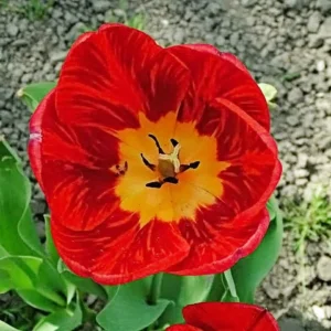 Darwin Hybrid Tulip Bulbs - Vibrant Red Blooms, 20-22" Tall, Outdoor - Image 2